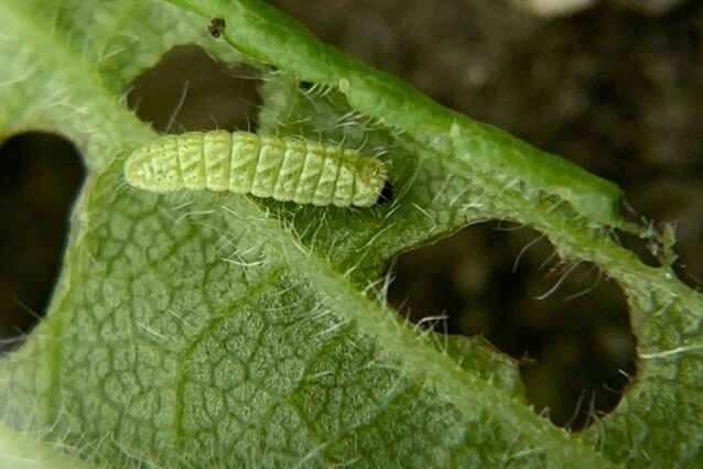 Sleedoornpage rups (1)