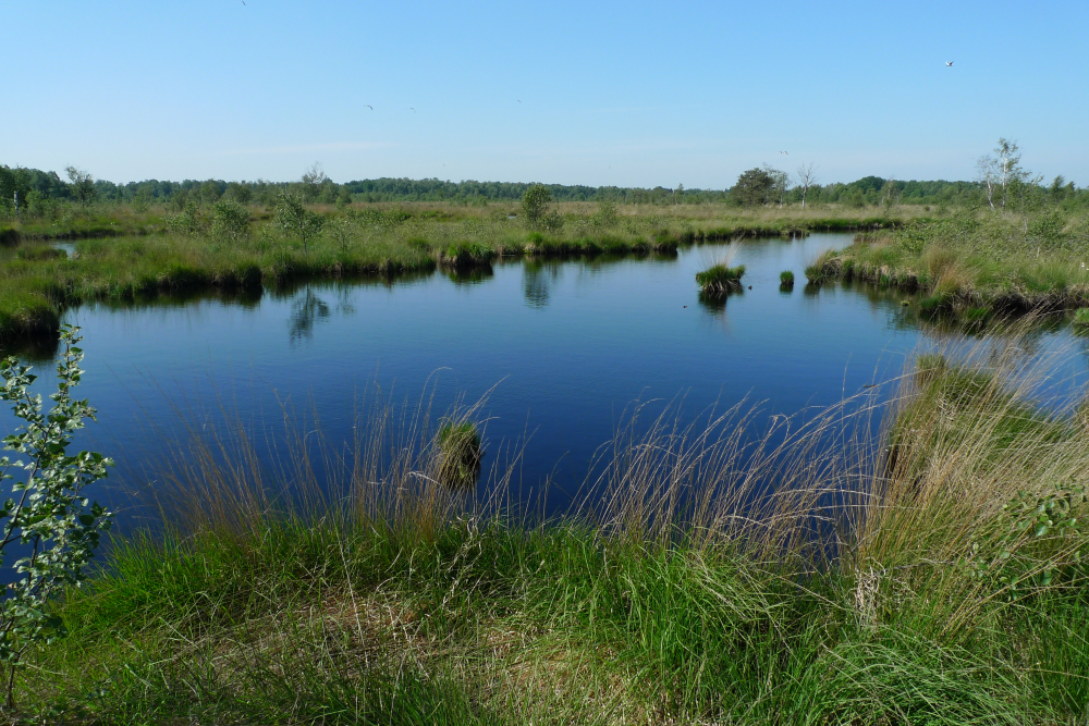 Haaksbergerveen