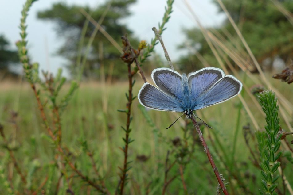 Heideblauwtje, Boetelerveld 