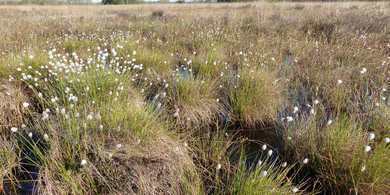 Wierdense Veld 