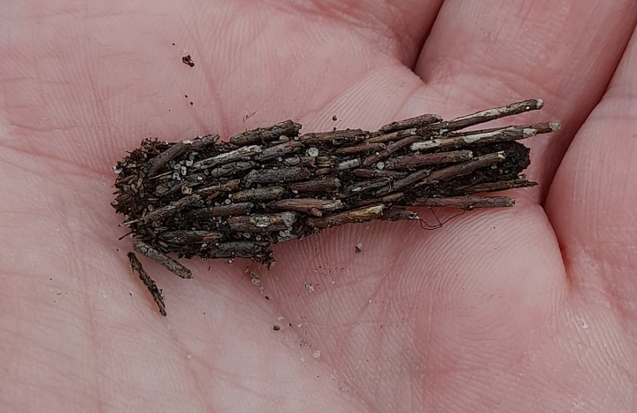 De grote reuzenzakdrager