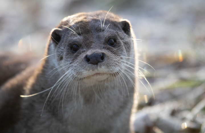 Otter