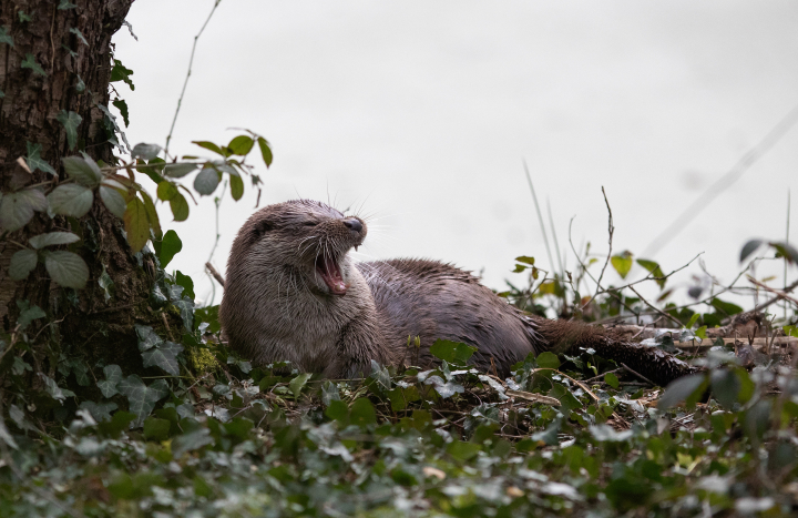 Otter