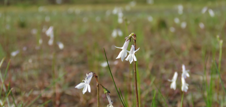 Waterlobelia