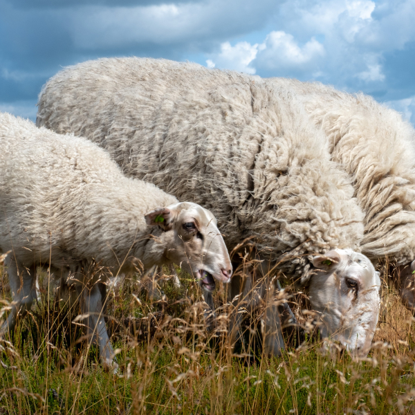 Grazende Veluwse heideschapen