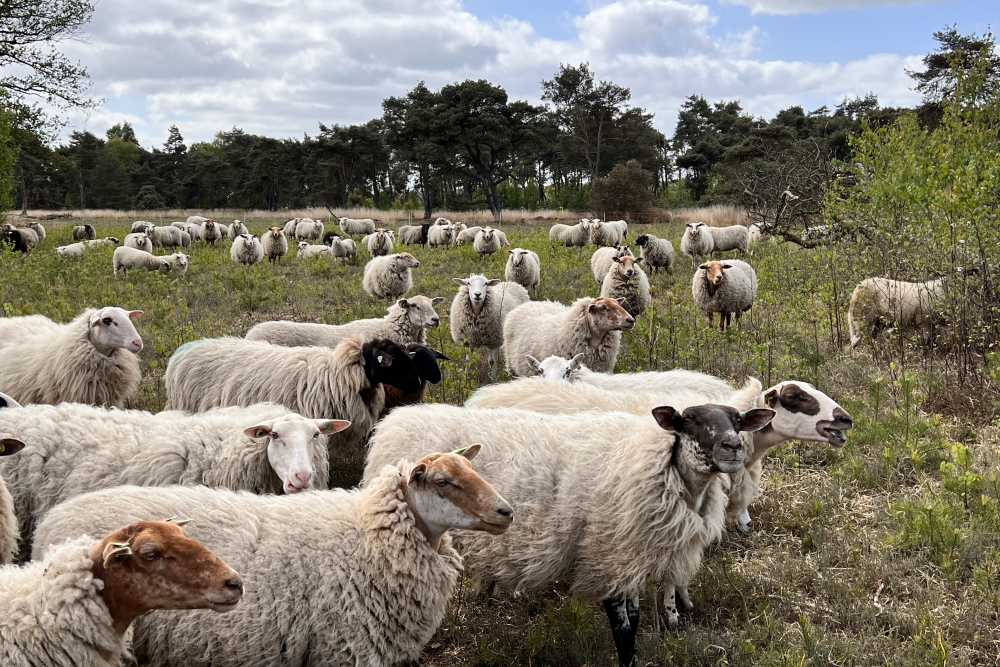 Boetelerveld schaapskudde