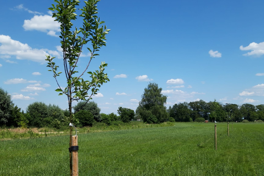 Fruitbomen
