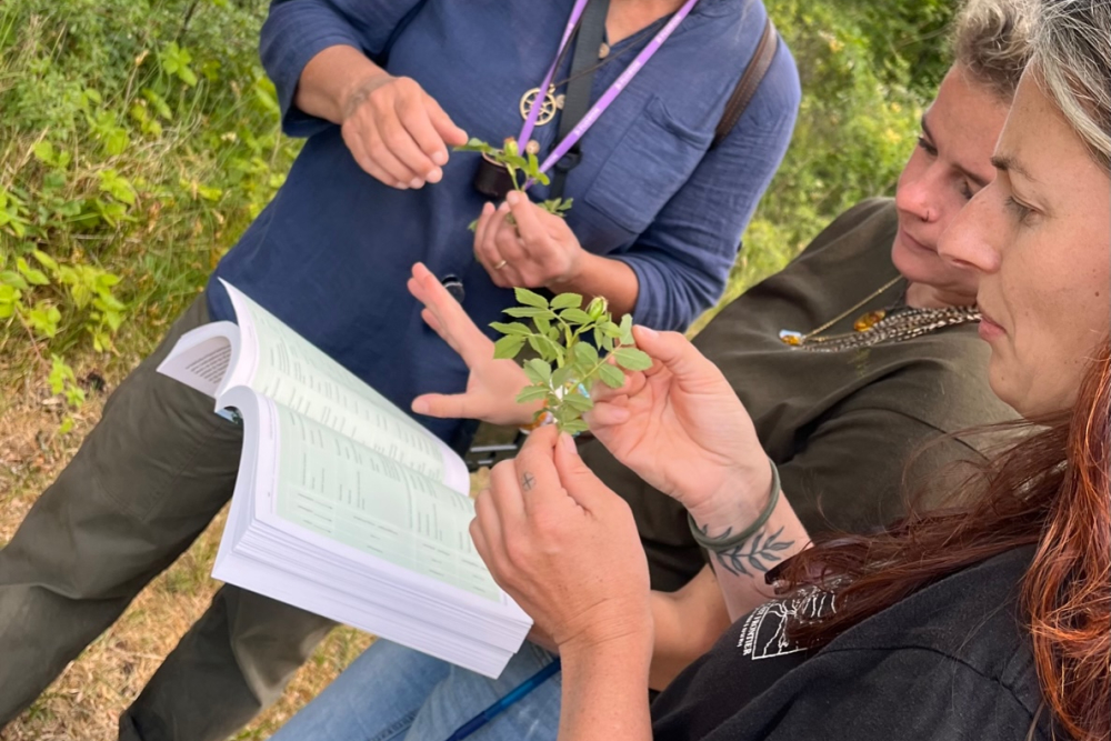 Rodologen met viltroos, Beerze