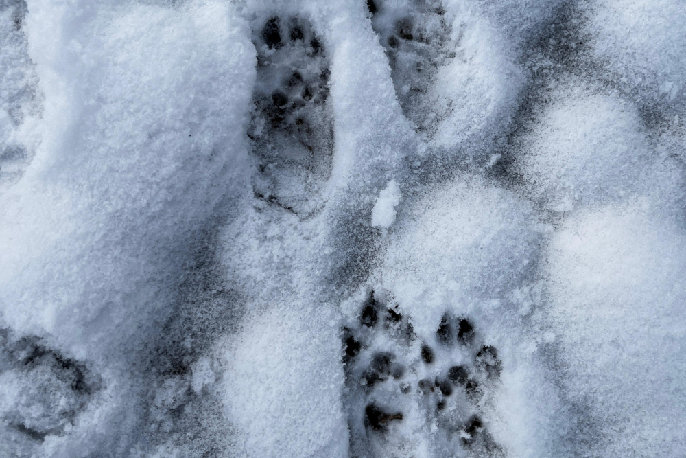 WhatsApp Image 2026-01-09 at 13.42.49