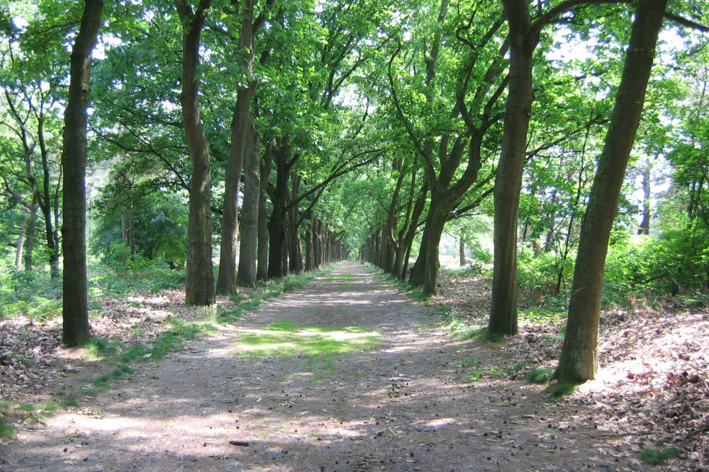 Landgoed Beerze, laan