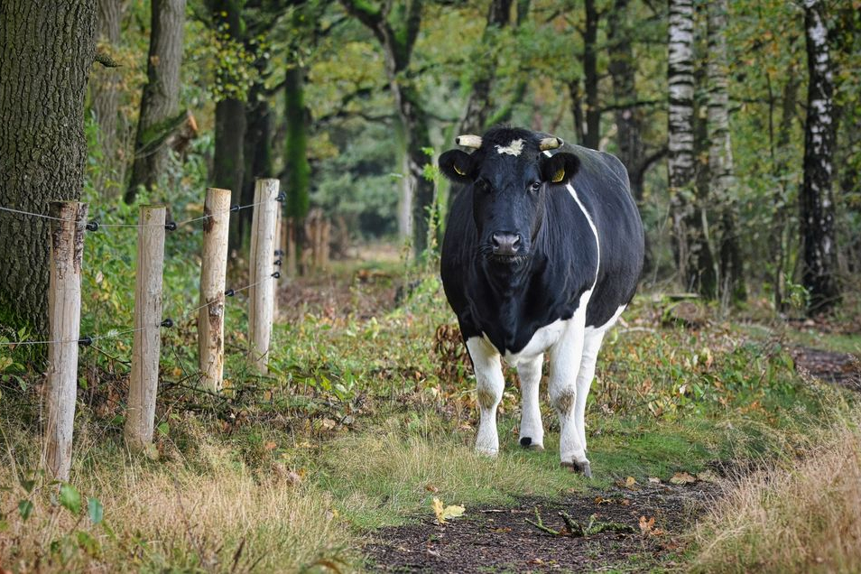 Heidekoe op de Manderheide