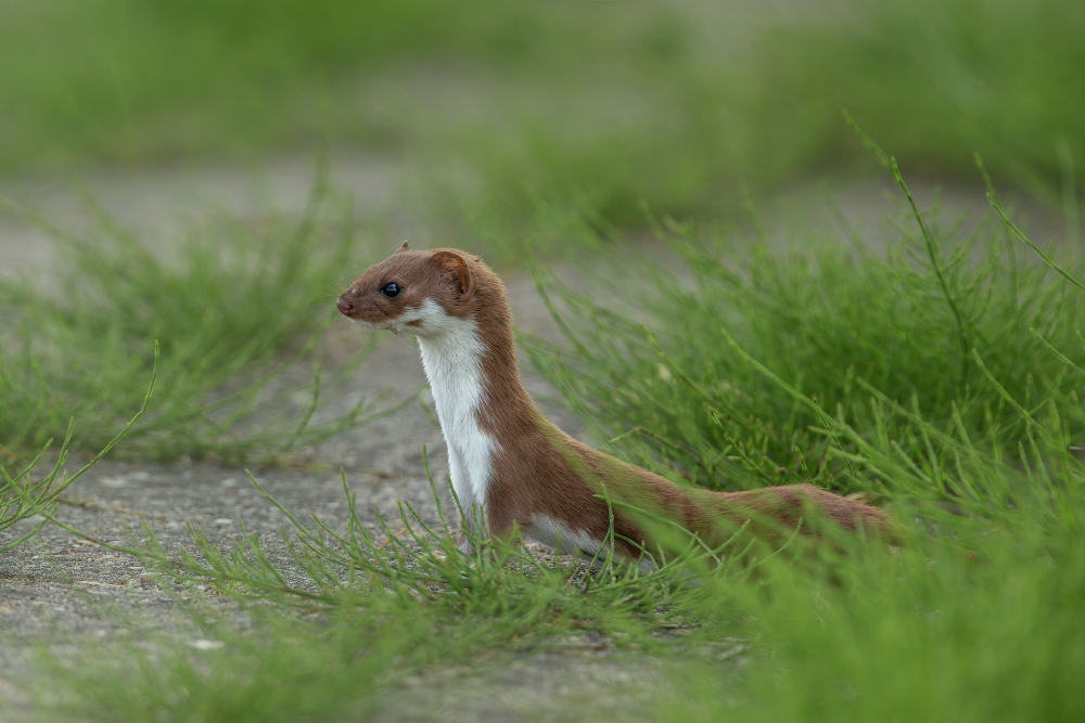Wezel - Mustela nivalis - NDFF Wezel - Mustela nivalis - NDFF
