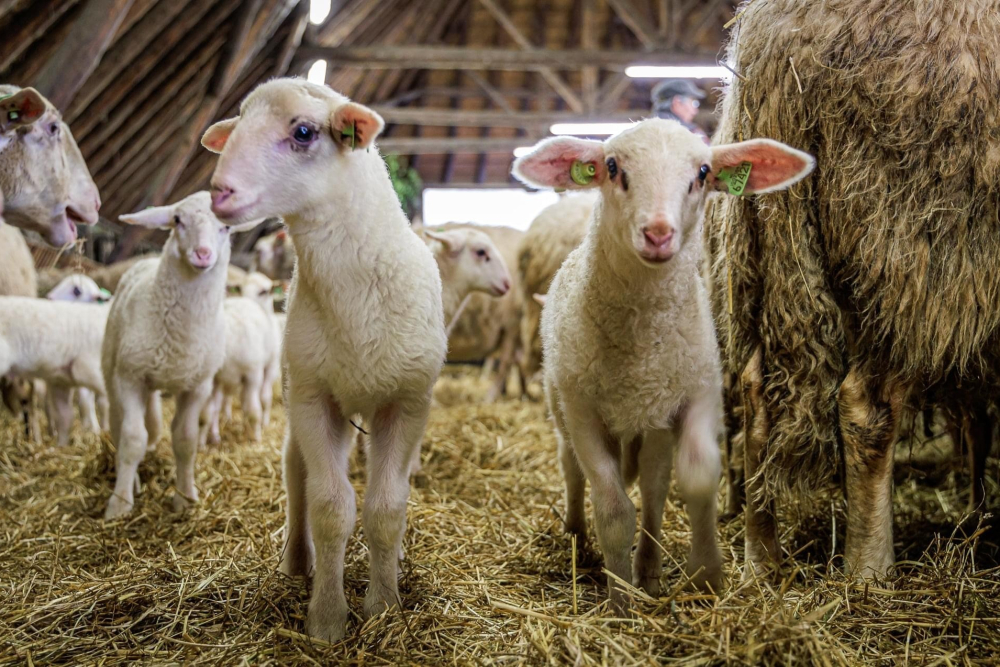 Lammetjes Schaapskooi Lemelerberg
