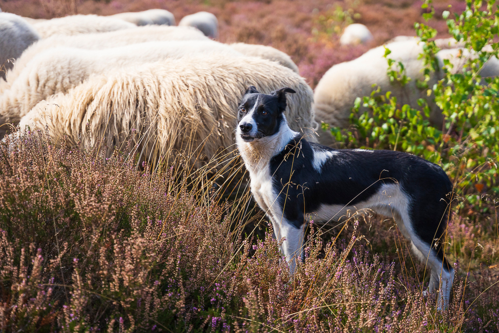 Hond Luna van herder Willem Dijkema