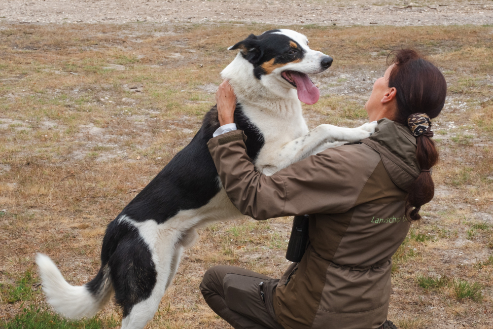 schaapsherder Anita met haar honden