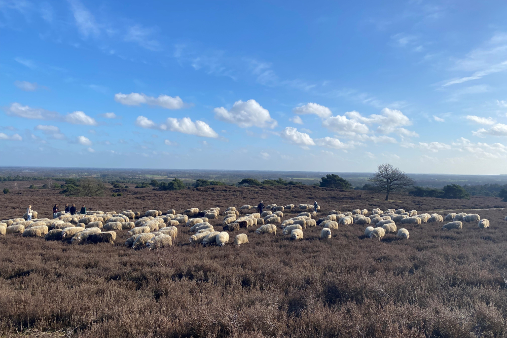 Schapen Lemelerberg