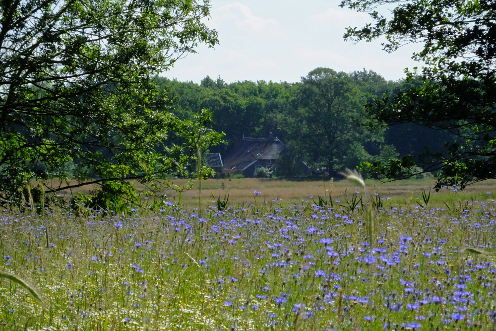 Korenveld in bloei in het Reestdal