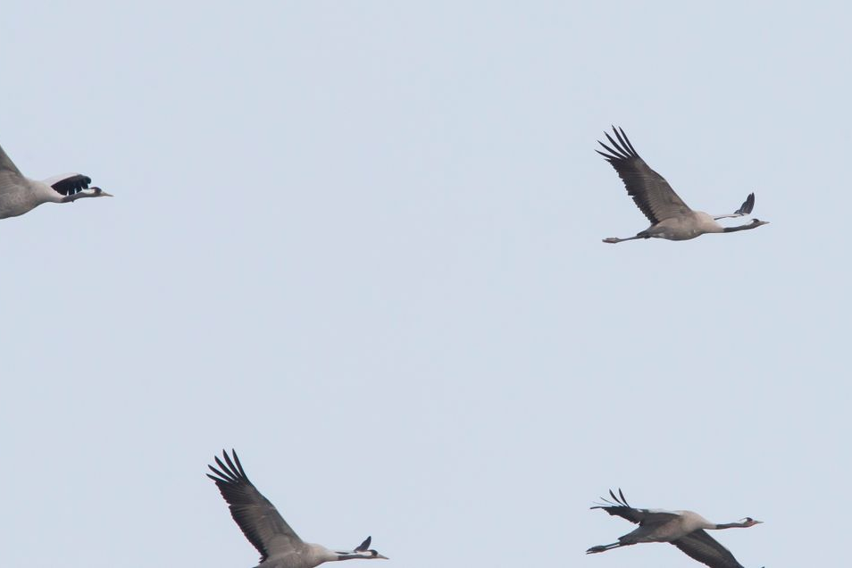 Kraanvogels