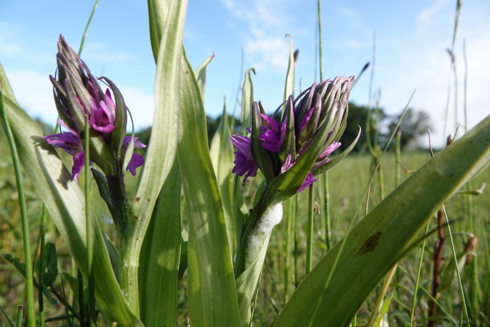 Rietorchis