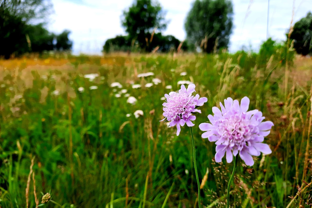 Natuurontwikkeling Buitenlanden Langenholte, zomer 2022