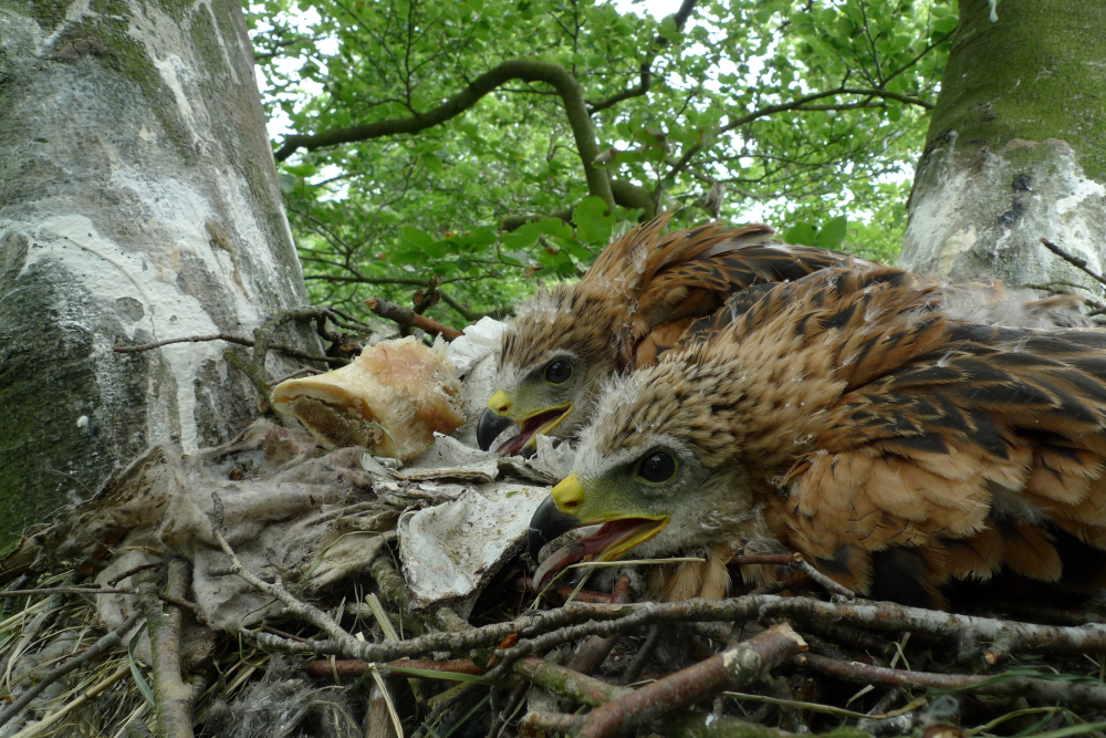 Rode wouw juveniel
