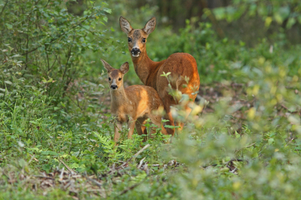 Edelhert met jong © Natuurmonumenten Nel Appelmelk NAMO45799