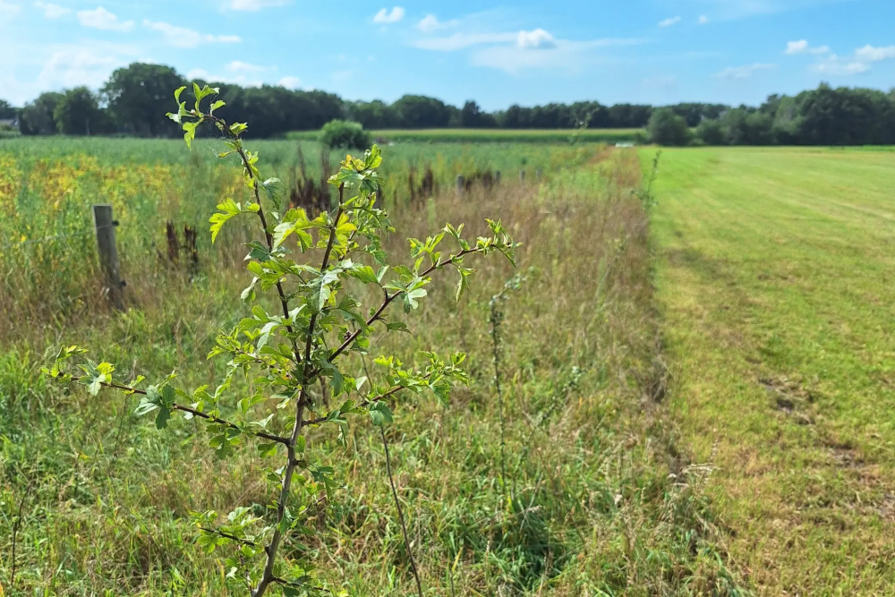 Trees-for-All-Landschap-Overijssel-De-Reest-september-2025-edited-2048x1365.jpg
