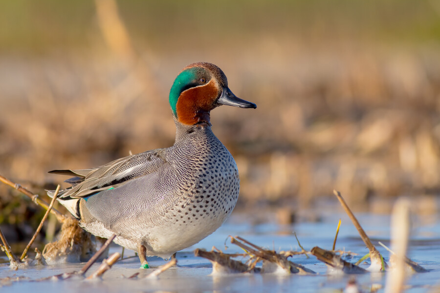 wintertaling - Simonas Minkevicius