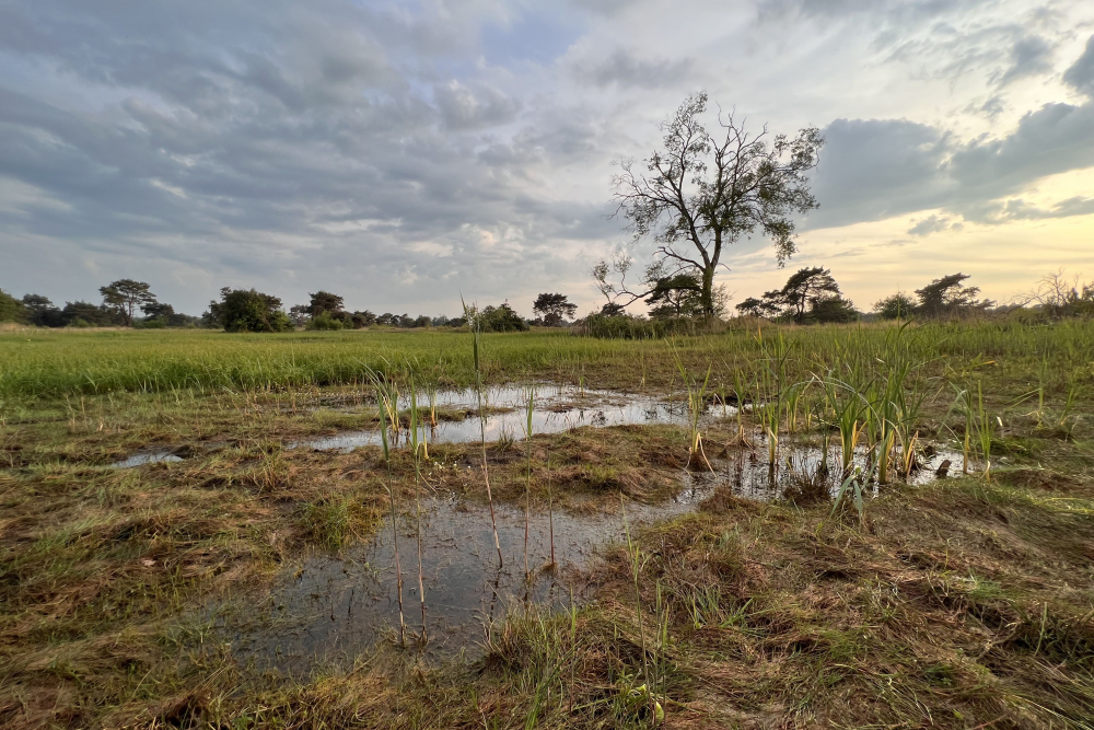 Boetelerveld, vochtige heide