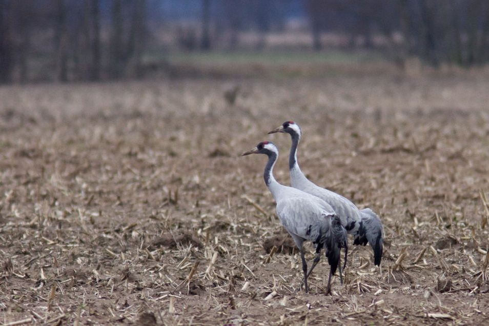 Kraanvogels