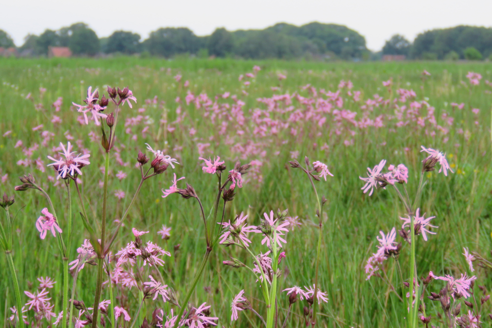 Echte koekoeksbloem