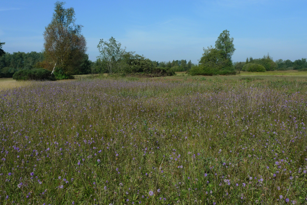 Blauw grasland