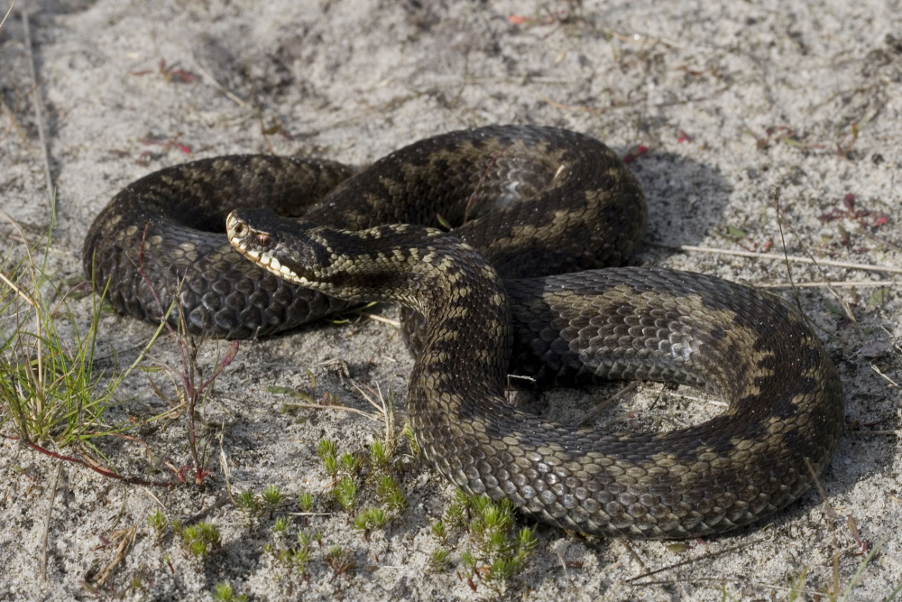 Adder