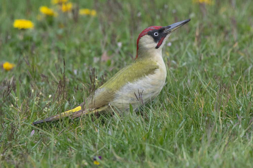 groene specht