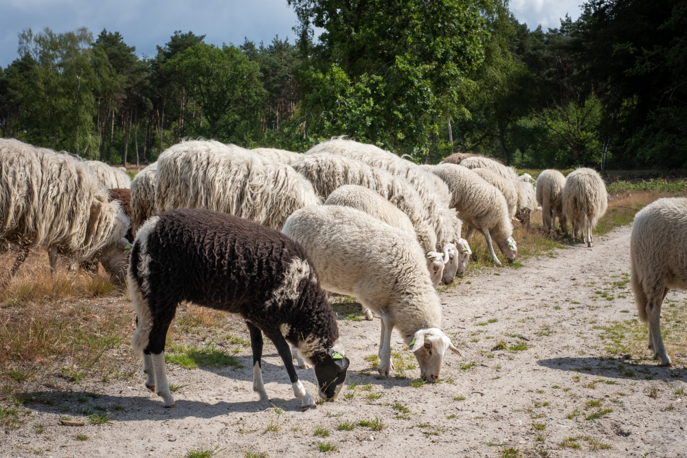 vrijwilligers schaapskooi