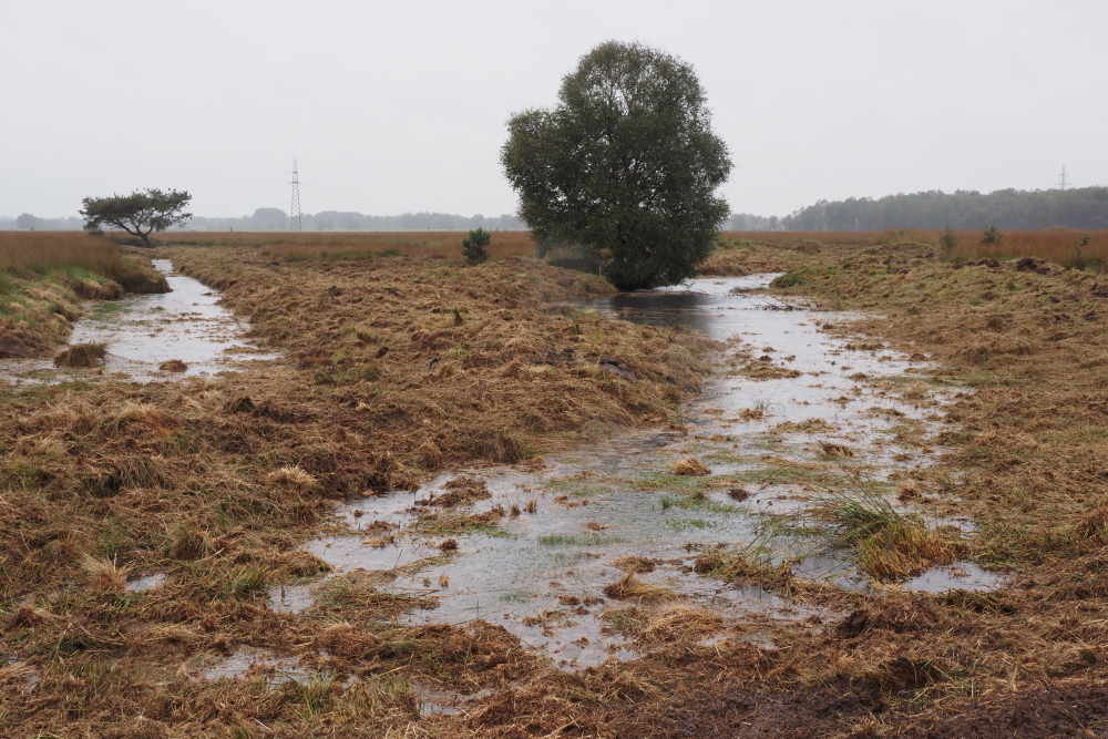 Wierdense Veld 