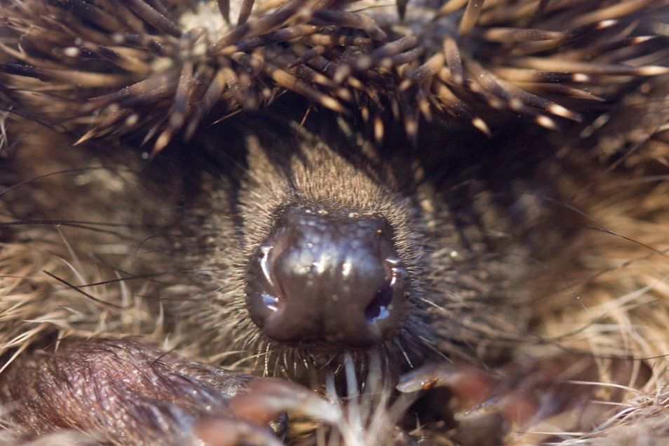 Egel close up