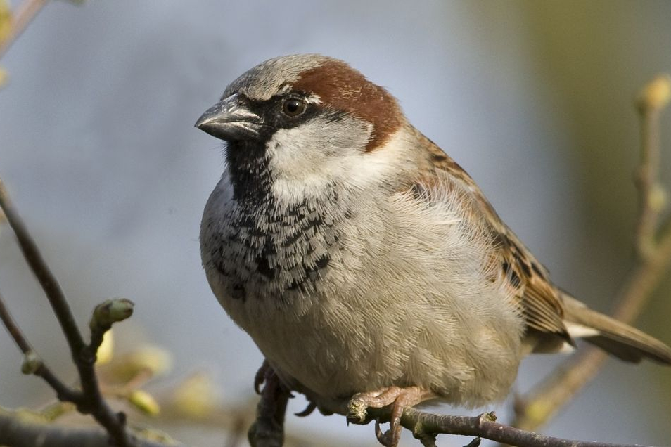 Huismus