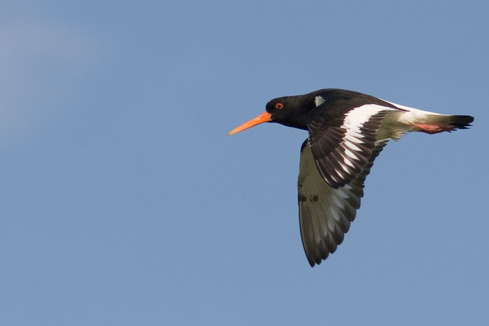 Scholekster in vlucht 