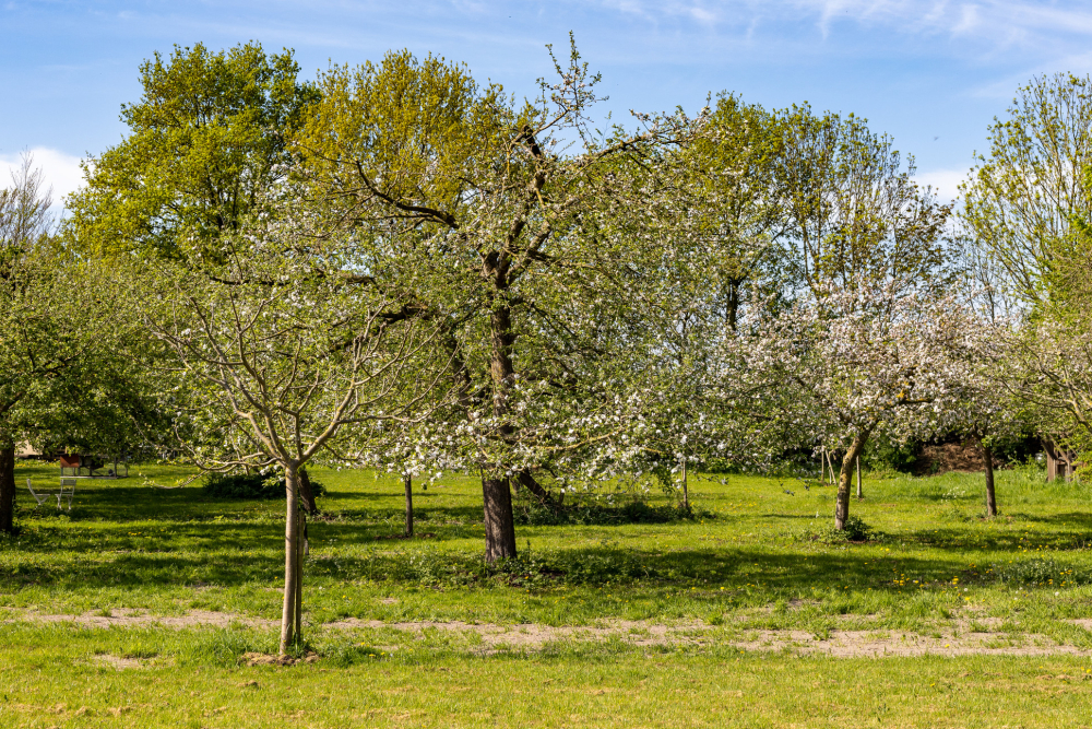 Hoogstamboomgaard Windesheim