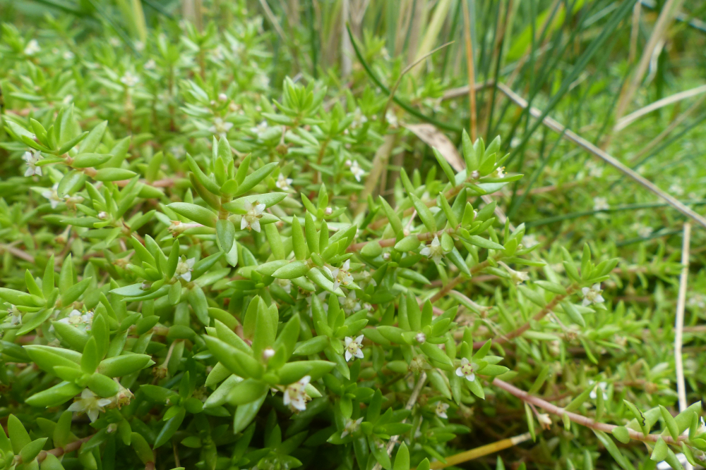 Watercrassula (Crassula helmsii) - wikimedia commons - Benjamin Blondel