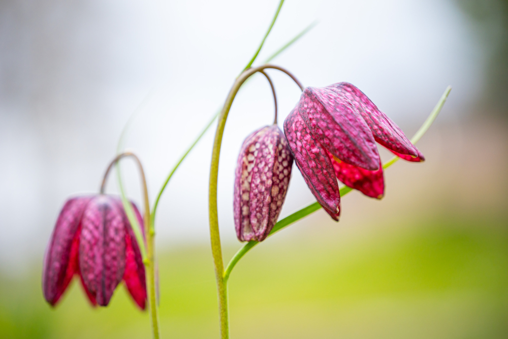 Kievitsbloem
