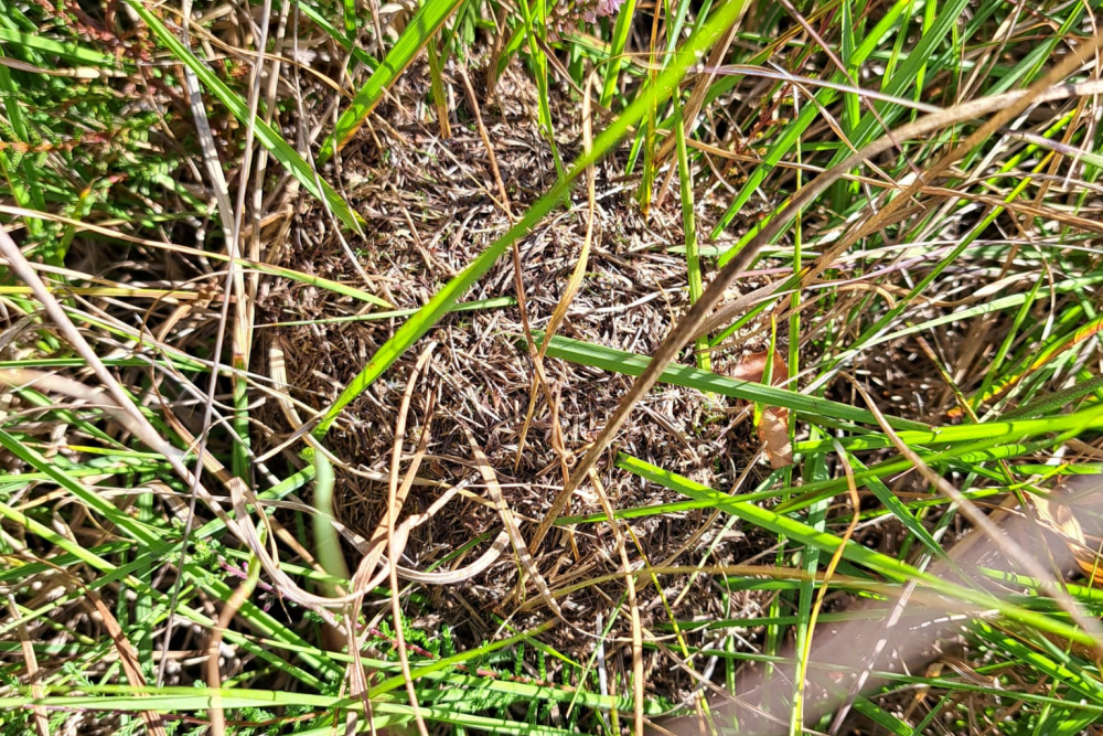 deuklipsatermier nest