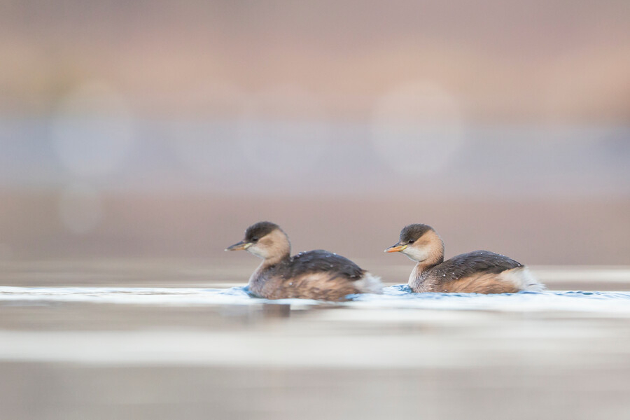 dodaars - agami photo agency