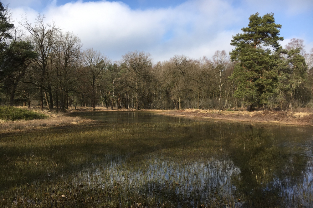 Ondergelopen vloeiweide bij het Lonnekermeer, Martijn Horst