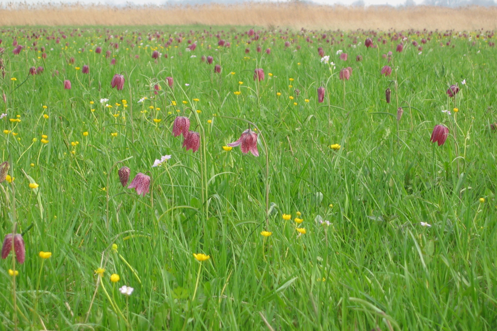 Kievitsbloemen in Buitenlanden Langenholte