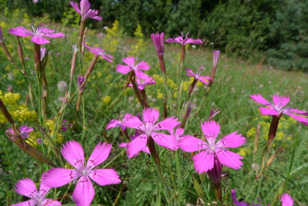 Steenanjer 