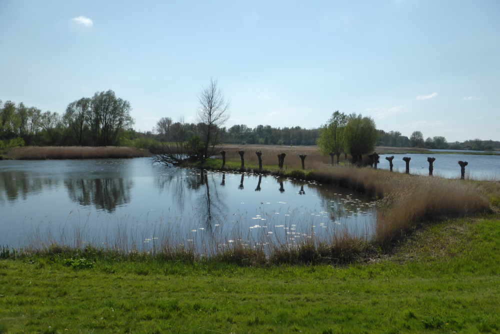 Knotwilgen langs het Zwartewater