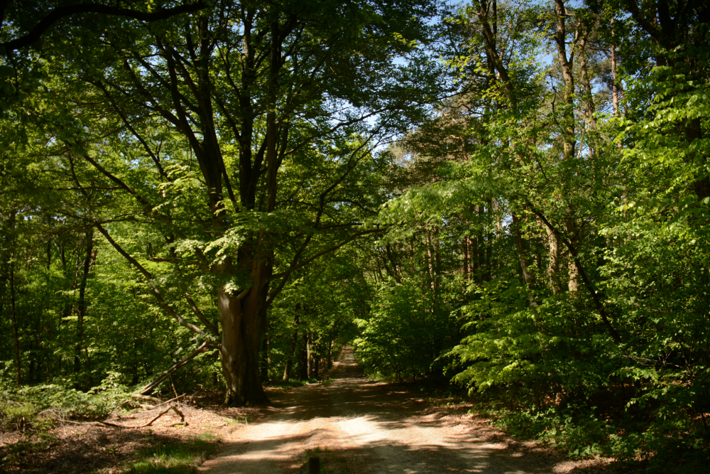 Dal van de Mosbeek