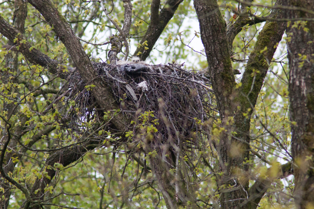 Rode wouw nest  